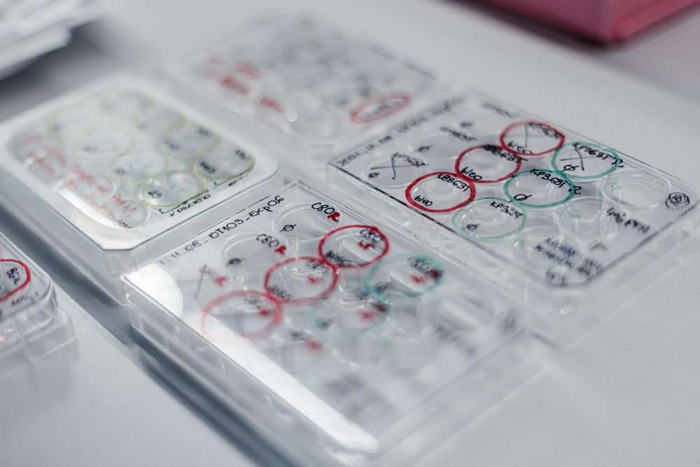 Płytki laboratoryjne z próbkami DNA w laboratorium biotechnologicznym – badania genetyczne i analiza molekularna, przykład polskich wynalazków w medycynie