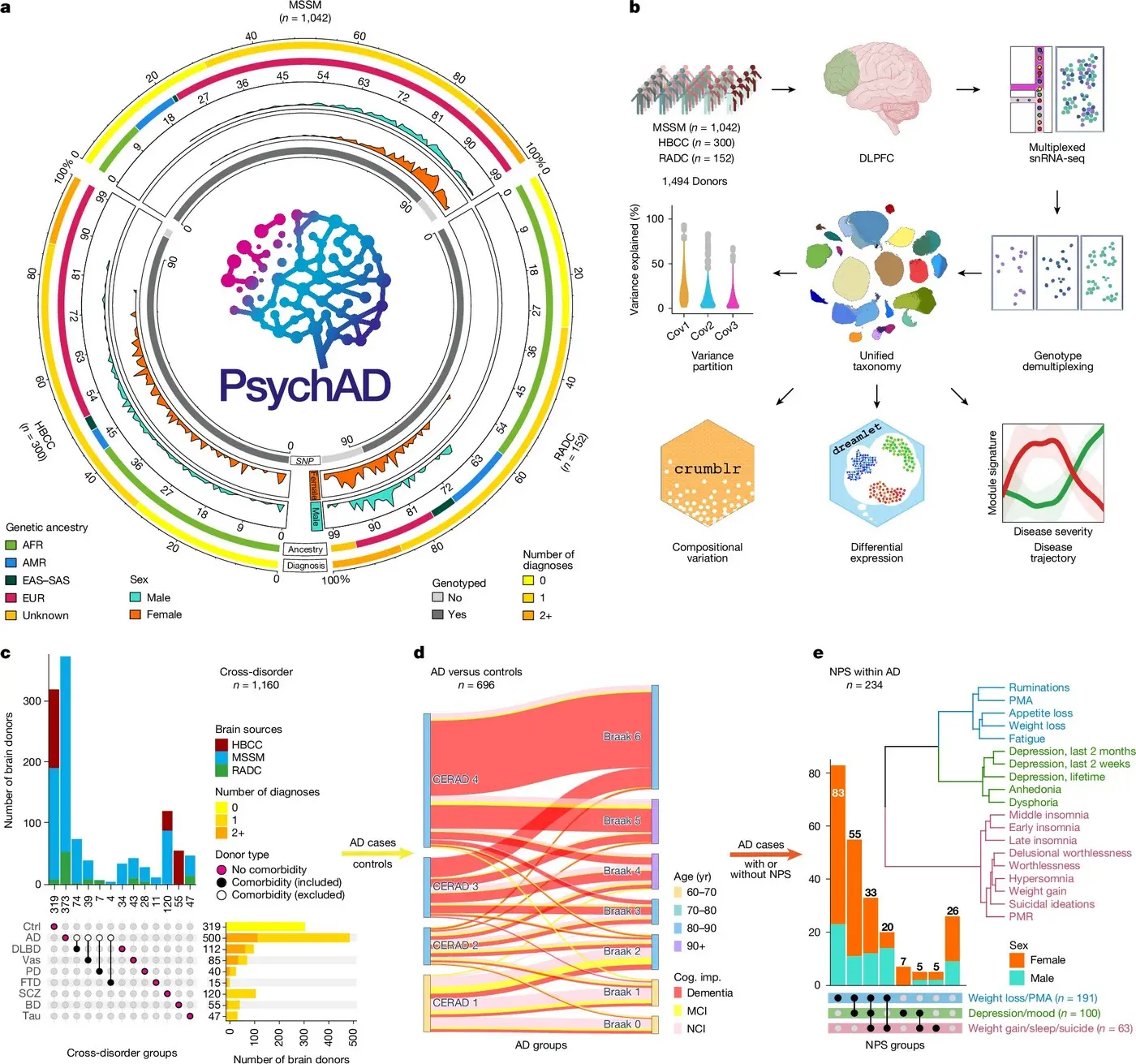 Schemat badania PsychAD przedstawiający 1494 dawców, analizę kory przedczołowej i atlas aktywności genów w chorobach mózgu. Źródło: PsychAD Consortium / Nature, Figure 1.